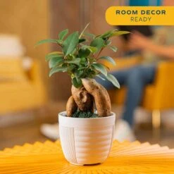Ficus Bonsai Indoor Plant In 6 In. White Pot, Average Shipping Height 1-2 Ft. Tall 14 Ficus Bonsai Indoor Plant In 6 In. White Pot, Average Shipping Height 1-2 Ft. Tall -Home plant costa farms bonsai trees 6bonsaibowlficus 4f 1000