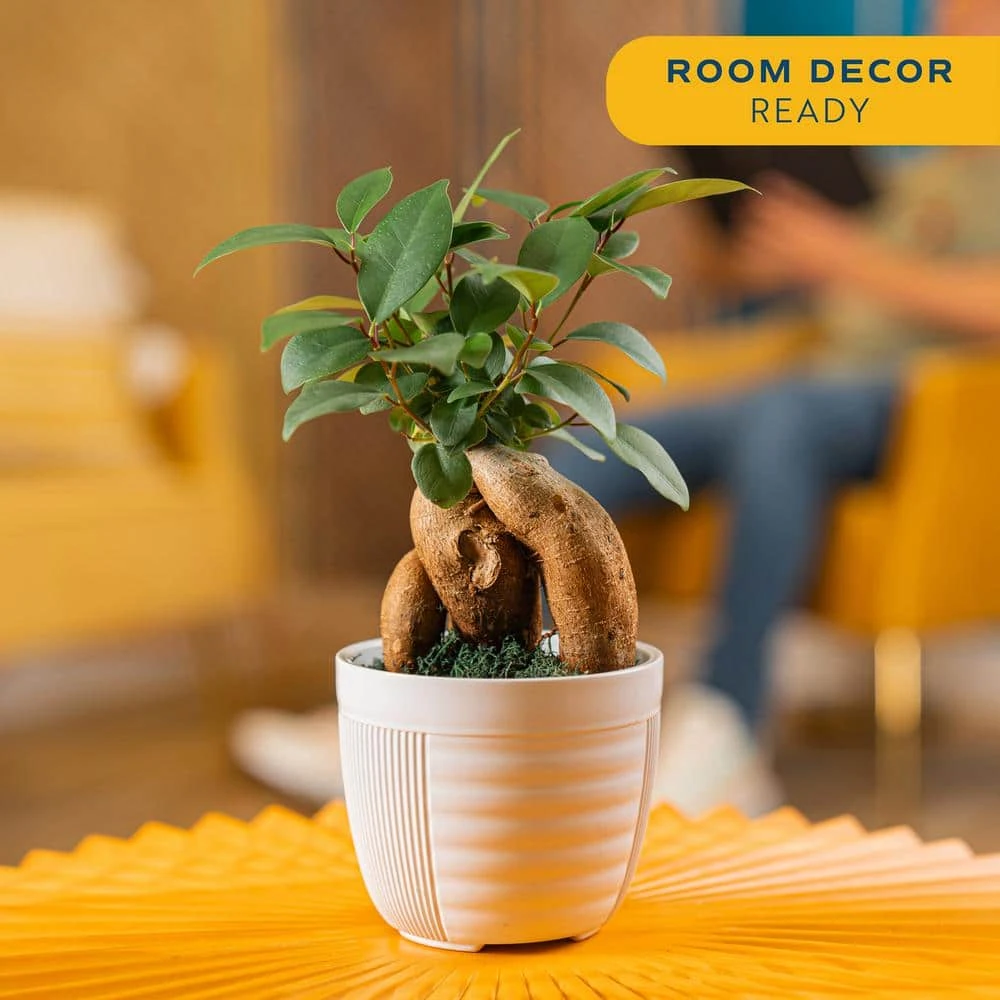 Ficus Bonsai Indoor Plant In 6 In. White Pot, Average Shipping Height 1-2 Ft. Tall 6 Ficus Bonsai Indoor Plant In 6 In. White Pot, Average Shipping Height 1-2 Ft. Tall - Image 4