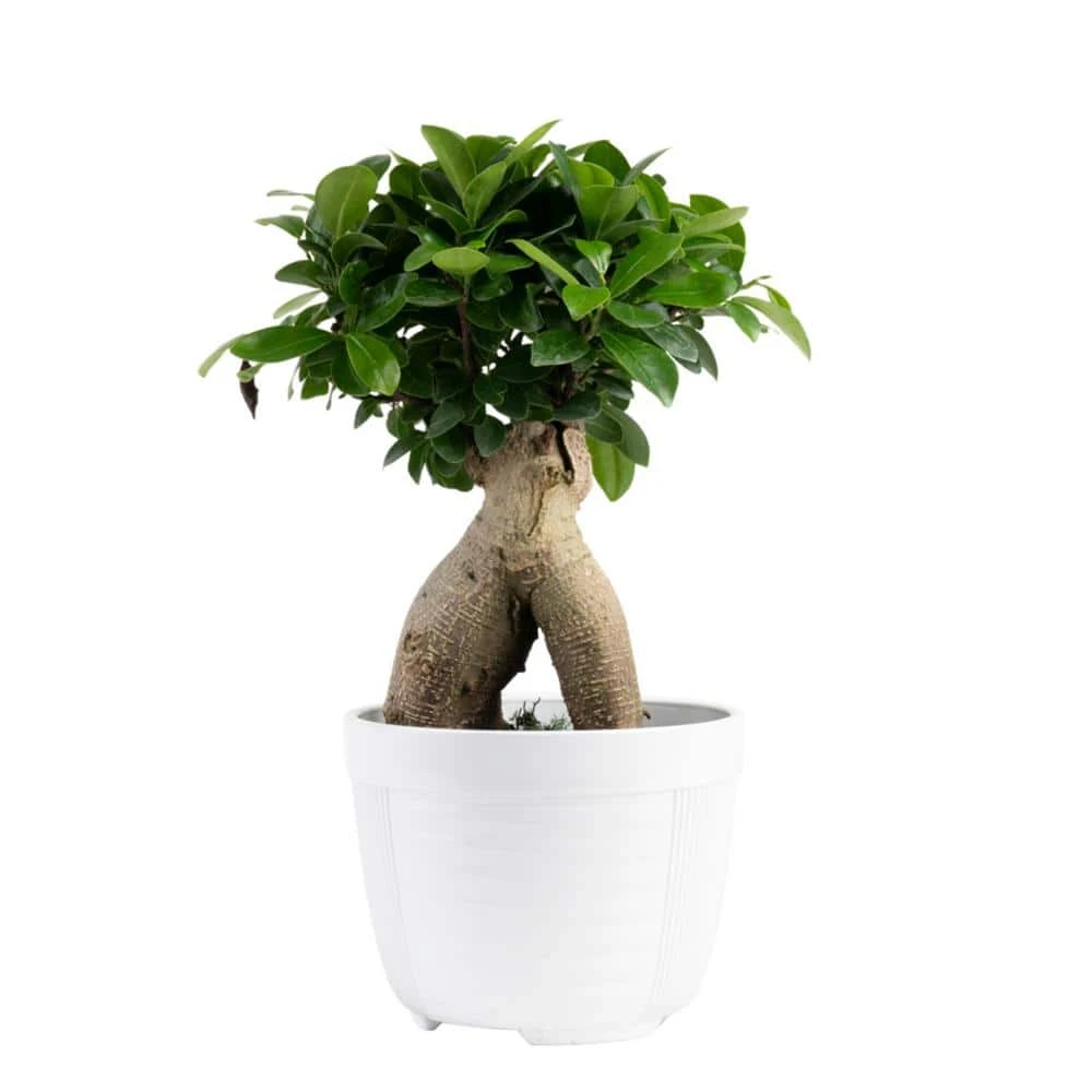 Ficus Bonsai Indoor Plant In 6 In. White Pot, Average Shipping Height 1-2 Ft. Tall 3 Ficus Bonsai Indoor Plant In 6 In. White Pot, Average Shipping Height 1-2 Ft. Tall