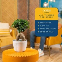 Petite Grower's Choice Ficus Bonsai Indoor Plant In 4.75 In. White Decor Container, Average Shipping Height 10 In. Tall 13 Petite Grower's Choice Ficus Bonsai Indoor Plant In 4.75 In. White Decor Container, Average Shipping Height 10 In. Tall -Home plant costa farms bonsai trees co bfo04 3 wht 1f 1000