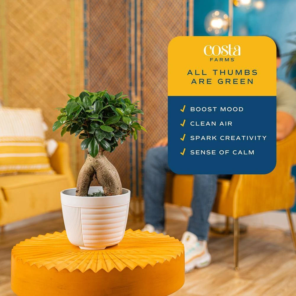 Petite Grower's Choice Ficus Bonsai Indoor Plant In 4.75 In. White Decor Container, Average Shipping Height 10 In. Tall 6 Petite Grower's Choice Ficus Bonsai Indoor Plant In 4.75 In. White Decor Container, Average Shipping Height 10 In. Tall - Image 5