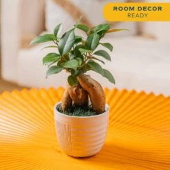 Petite Grower's Choice Ficus Bonsai Indoor Plant In 4.75 In. White Decor Container, Average Shipping Height 10 In. Tall 12 Petite Grower's Choice Ficus Bonsai Indoor Plant In 4.75 In. White Decor Container, Average Shipping Height 10 In. Tall -Home plant costa farms bonsai trees co bfo04 3 wht 4f 1000