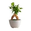 Petite Grower's Choice Ficus Bonsai Indoor Plant In 4.75 In. White Decor Container, Average Shipping Height 10 In. Tall 1 Petite Grower's Choice Ficus Bonsai Indoor Plant In 4.75 In. White Decor Container, Average Shipping Height 10 In. Tall -Home plant costa farms bonsai trees co bfo04 3 wht 64 1000