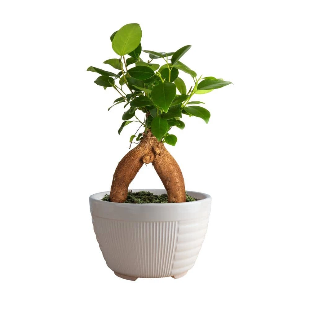 Petite Grower's Choice Ficus Bonsai Indoor Plant In 4.75 In. White Decor Container, Average Shipping Height 10 In. Tall 2 Petite Grower's Choice Ficus Bonsai Indoor Plant In 4.75 In. White Decor Container, Average Shipping Height 10 In. Tall