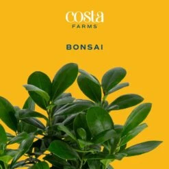 Petite Grower's Choice Ficus Bonsai Indoor Plant In 4.75 In. White Decor Container, Average Shipping Height 10 In. Tall 11 Petite Grower's Choice Ficus Bonsai Indoor Plant In 4.75 In. White Decor Container, Average Shipping Height 10 In. Tall -Home plant costa farms bonsai trees co bfo04 3 wht c3 1000