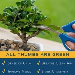 DIY Grower's Choice Bonsai Indoor/Outdoor Plant Kit, Average Shipping Height 7 In. Tall -Home plant costa farms bonsai trees s bon p bei 01 1d 1000