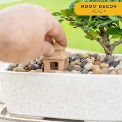 DIY Grower's Choice Bonsai Indoor/Outdoor Plant Kit, Average Shipping Height 7 In. Tall -Home plant costa farms bonsai trees s bon p bei 01 31 1000
