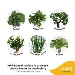 DIY Grower's Choice Bonsai Indoor/Outdoor Plant Kit, Average Shipping Height 7 In. Tall -Home plant costa farms bonsai trees s bon p bei 01 40 1000