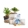 DIY Grower's Choice Bonsai Indoor/Outdoor Plant Kit, Average Shipping Height 7 In. Tall 2 DIY Grower's Choice Bonsai Indoor/Outdoor Plant Kit, Average Shipping Height 7 In. Tall -Home plant costa farms bonsai trees s bon p bei 01 64 1000