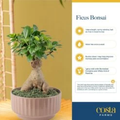 DIY Grower's Choice Bonsai Indoor/Outdoor Plant Kit, Average Shipping Height 7 In. Tall -Home plant costa farms bonsai trees s bon p bei 01 66 1000