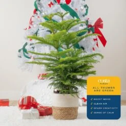 Norfolk Island Pine Indoor Holiday Plant In 10 In. 2-Tone Decor Pot, Avg. Shipping Height 3 Ft. Tall 14 Norfolk Island Pine Indoor Holiday Plant In 10 In. 2-Tone Decor Pot, Avg. Shipping Height 3 Ft. Tall -Home plant costa farms fresh christmas plants 10norfolkpine 1f 1000