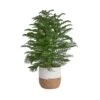 Norfolk Island Pine Indoor Holiday Plant In 10 In. 2-Tone Decor Pot, Avg. Shipping Height 3 Ft. Tall 1 Norfolk Island Pine Indoor Holiday Plant In 10 In. 2-Tone Decor Pot, Avg. Shipping Height 3 Ft. Tall -Home plant costa farms fresh christmas plants 10norfolkpine 64 1000