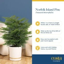 Norfolk Island Pine Indoor Holiday Plant In 10 In. 2-Tone Decor Pot, Avg. Shipping Height 3 Ft. Tall 15 Norfolk Island Pine Indoor Holiday Plant In 10 In. 2-Tone Decor Pot, Avg. Shipping Height 3 Ft. Tall -Home plant costa farms fresh christmas plants 10norfolkpine fa 1000