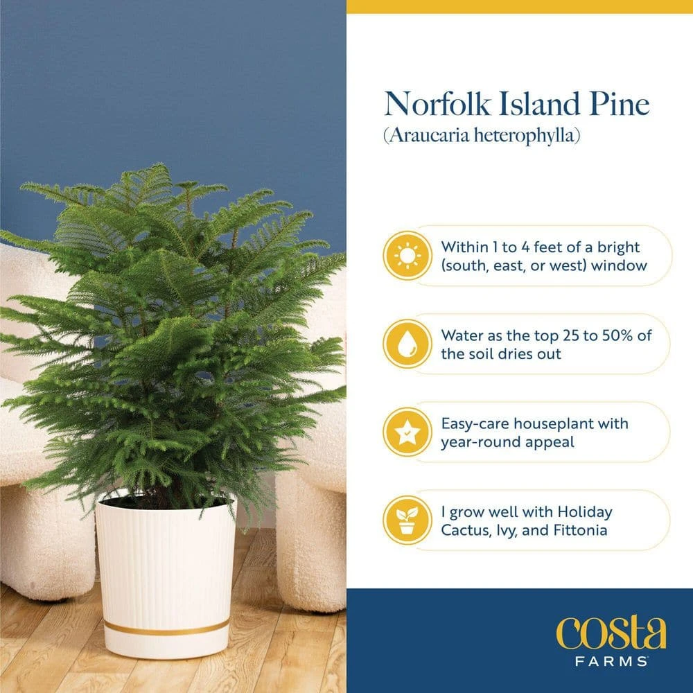 Norfolk Island Pine Indoor Holiday Plant In 10 In. 2-Tone Decor Pot, Avg. Shipping Height 3 Ft. Tall 8 Norfolk Island Pine Indoor Holiday Plant In 10 In. 2-Tone Decor Pot, Avg. Shipping Height 3 Ft. Tall - Image 6