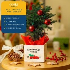 Fresh Norfolk Island Pine Indoor Plant In 4 In. Decor Pot, Avg. Shipping Height 10 In. Tall 12 Fresh Norfolk Island Pine Indoor Plant In 4 In. Decor Pot, Avg. Shipping Height 10 In. Tall -Home plant costa farms fresh christmas plants 4norfolkburlap 1f 1000