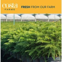Fresh Norfolk Island Pine Indoor Plant In 4 In. Decor Pot, Avg. Shipping Height 10 In. Tall 13 Fresh Norfolk Island Pine Indoor Plant In 4 In. Decor Pot, Avg. Shipping Height 10 In. Tall -Home plant costa farms fresh christmas plants 4norfolkburlap 44 1000