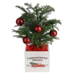 Fresh Norfolk Island Pine Indoor Plant In 4 In. Decor Pot, Avg. Shipping Height 10 In. Tall