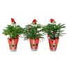 Norfolk Island Pine Indoor Plant In 4 In. Christmas Wrap & Topper, Avg. Shipping Height 10 In. Tall (3-Pack) 2 Norfolk Island Pine Indoor Plant In 4 In. Christmas Wrap & Topper, Avg. Shipping Height 10 In. Tall (3-Pack) -Home plant costa farms fresh christmas plants 4norfolkpine3pk 64 1000