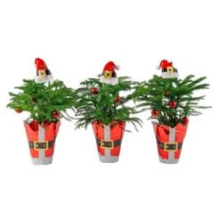 Norfolk Island Pine Indoor Plant In 4 In. Christmas Wrap & Topper, Avg. Shipping Height 10 In. Tall (3-Pack)