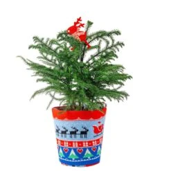 Norfolk Island Pine Indoor Plant In 6 In. Ugly Sweater Decor Pot, Avg. Shipping Height 1-2 Ft. Tall