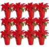 Fresh Red Poinsettia Indoor Plant With 1 Pt. Red Pot Cover, Avg. Shipping Height 10 In Tall (Live 12-Pack) 2 Fresh Red Poinsettia Indoor Plant With 1 Pt. Red Pot Cover, Avg. Shipping Height 10 In Tall (Live 12-Pack) -Home plant costa farms fresh christmas plants co 4poin 3 red 12pk 64 1000