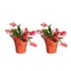 Grower's Choice Holiday Christmas Cactus In 4 In. Decor Pot Cover, Avg. Shipping Height 8 In. (2-Pack) 1 Grower's Choice Holiday Christmas Cactus In 4 In. Decor Pot Cover, Avg. Shipping Height 8 In. (2-Pack) -Home plant costa farms fresh christmas plants co 4zygo 3 gold 64 1000