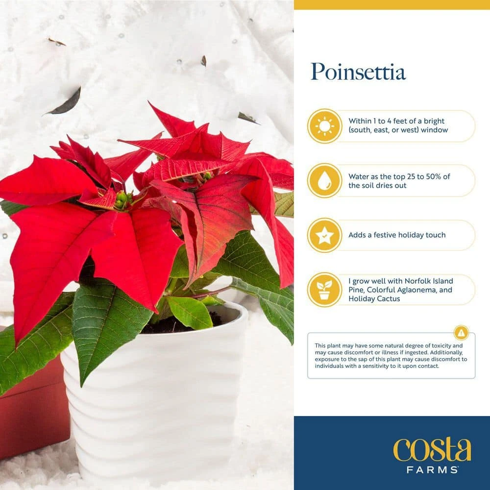 Fresh Live Holiday Poinsettia Indoor Plant In 6 In. Gold Decor Pot, Avg. Shipping Height 1-2 Ft. Tall 8 Fresh Live Holiday Poinsettia Indoor Plant In 6 In. Gold Decor Pot, Avg. Shipping Height 1-2 Ft. Tall - Image 6