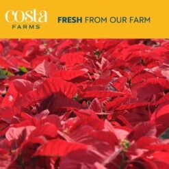 Fresh Live Holiday Poinsettia Indoor Plant In 6 In. Gold Decor Pot, Avg. Shipping Height 1-2 Ft. Tall 12 Fresh Live Holiday Poinsettia Indoor Plant In 6 In. Gold Decor Pot, Avg. Shipping Height 1-2 Ft. Tall -Home plant costa farms fresh christmas plants co 6poin 3 tori 44 1000