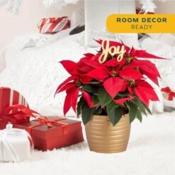 Fresh Live Holiday Poinsettia Indoor Plant In 6 In. Gold Decor Pot, Avg. Shipping Height 1-2 Ft. Tall 10 Fresh Live Holiday Poinsettia Indoor Plant In 6 In. Gold Decor Pot, Avg. Shipping Height 1-2 Ft. Tall -Home plant costa farms fresh christmas plants co 6poin 3 tori 4f 1000