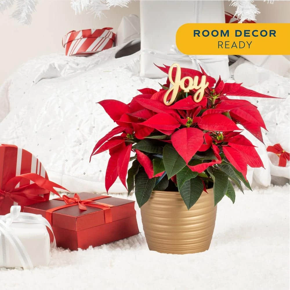 Fresh Live Holiday Poinsettia Indoor Plant In 6 In. Gold Decor Pot, Avg. Shipping Height 1-2 Ft. Tall 5 Fresh Live Holiday Poinsettia Indoor Plant In 6 In. Gold Decor Pot, Avg. Shipping Height 1-2 Ft. Tall - Image 3