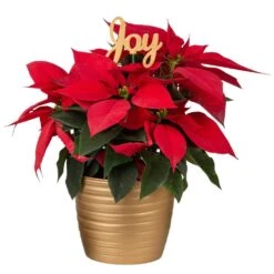 Fresh Live Holiday Poinsettia Indoor Plant In 6 In. Gold Decor Pot, Avg. Shipping Height 1-2 Ft. Tall