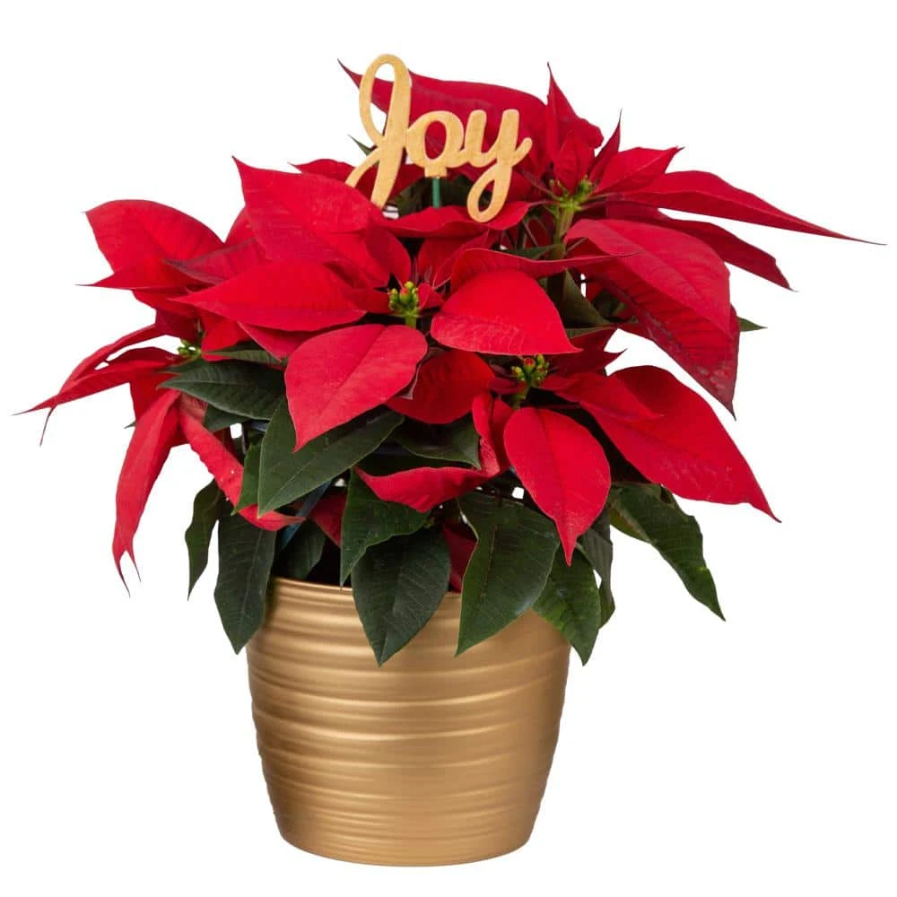 Fresh Live Holiday Poinsettia Indoor Plant In 6 In. Gold Decor Pot, Avg. Shipping Height 1-2 Ft. Tall 3 Fresh Live Holiday Poinsettia Indoor Plant In 6 In. Gold Decor Pot, Avg. Shipping Height 1-2 Ft. Tall