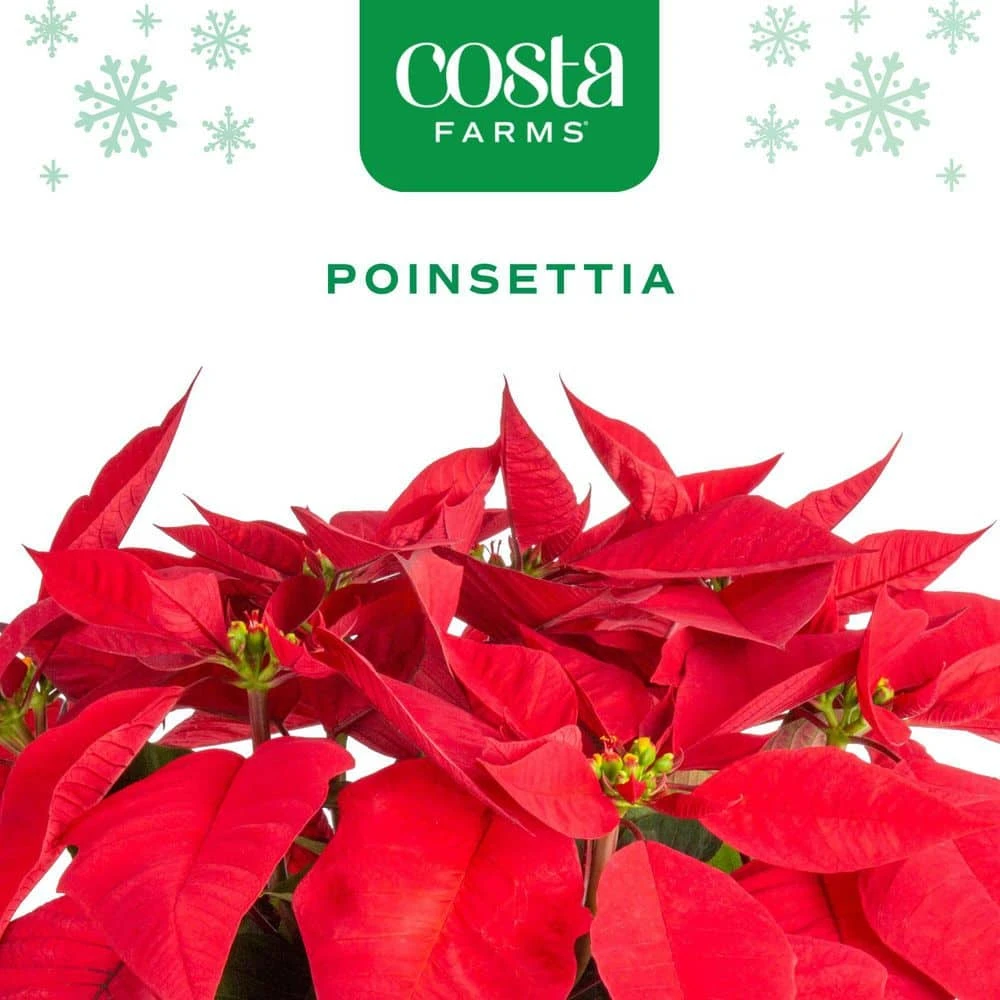 Fresh Live Holiday Poinsettia Indoor Plant In 6 In. Gold Decor Pot, Avg. Shipping Height 1-2 Ft. Tall 4 Fresh Live Holiday Poinsettia Indoor Plant In 6 In. Gold Decor Pot, Avg. Shipping Height 1-2 Ft. Tall - Image 2