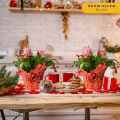 Grower's Choice Holiday Christmas Cactus In 6 In. Decor Pot Cover, Avg. Shipping Height 10 In. (2-Pack) 14 Grower's Choice Holiday Christmas Cactus In 6 In. Decor Pot Cover, Avg. Shipping Height 10 In. (2-Pack) -Home plant costa farms fresh christmas plants co 6zygo 3 gold 4f 1000