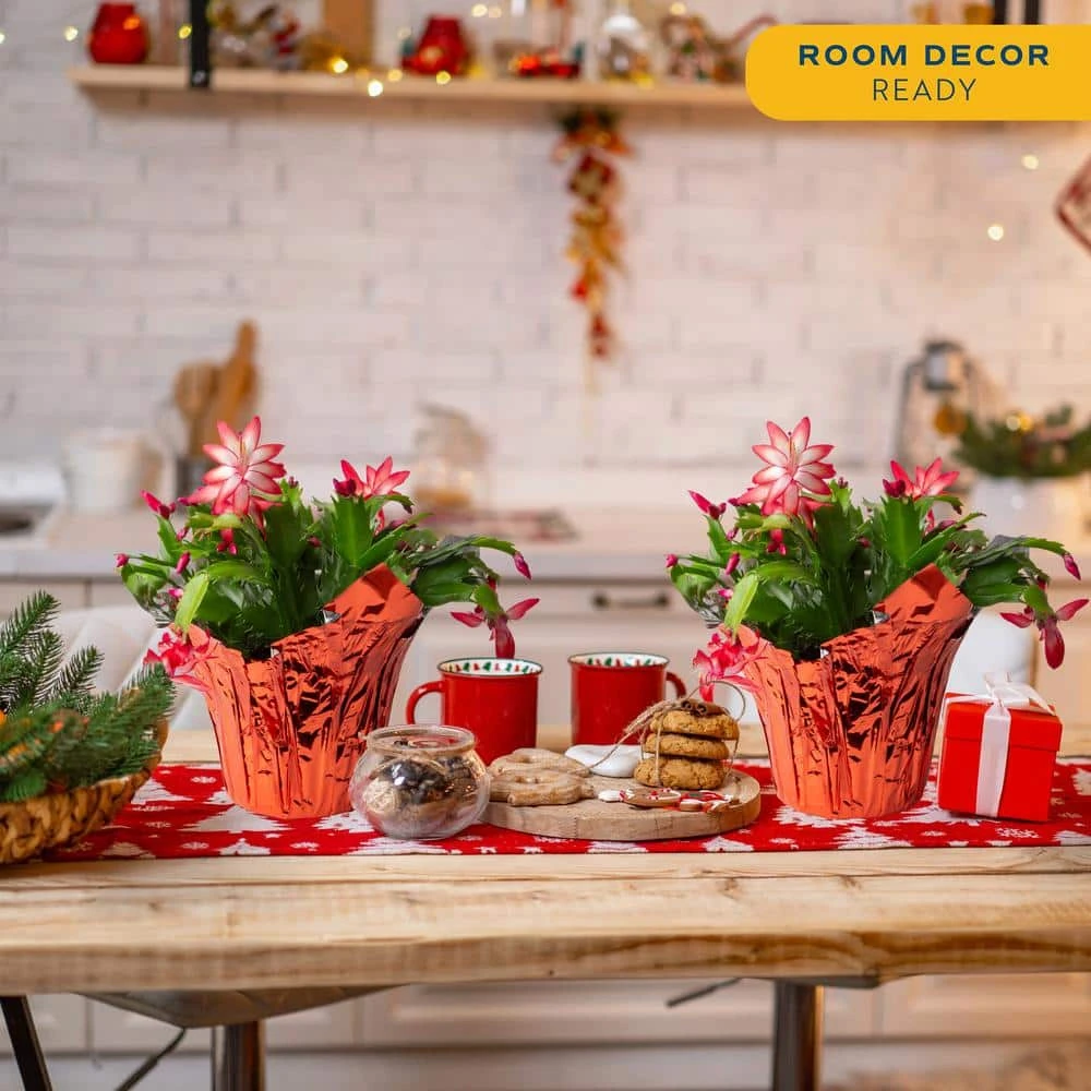 Grower's Choice Holiday Christmas Cactus In 6 In. Decor Pot Cover, Avg. Shipping Height 10 In. (2-Pack) 6 Grower's Choice Holiday Christmas Cactus In 6 In. Decor Pot Cover, Avg. Shipping Height 10 In. (2-Pack) - Image 4