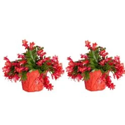 Grower's Choice Holiday Christmas Cactus In 6 In. Decor Pot Cover, Avg. Shipping Height 10 In. (2-Pack)