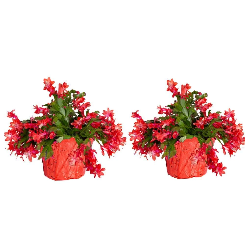 Grower's Choice Holiday Christmas Cactus In 6 In. Decor Pot Cover, Avg. Shipping Height 10 In. (2-Pack) 3 Grower's Choice Holiday Christmas Cactus In 6 In. Decor Pot Cover, Avg. Shipping Height 10 In. (2-Pack)
