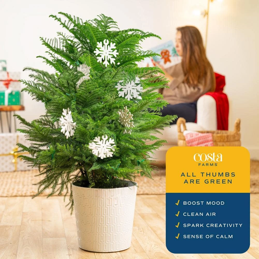 Norfolk Island Pine Indoor Plant In 10 In. Holiday White Decor Planter W/ Snowflakes, Avg. Shipping Height 3 Ft. Tall 7 Norfolk Island Pine Indoor Plant In 10 In. Holiday White Decor Planter W/ Snowflakes, Avg. Shipping Height 3 Ft. Tall - Image 5