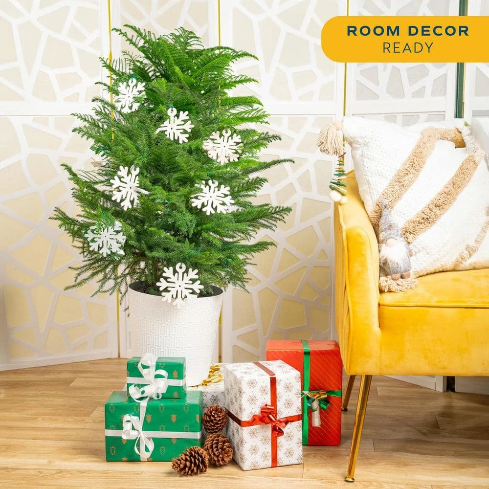 Norfolk Island Pine Indoor Plant In 10 In. Holiday White Decor Planter W/ Snowflakes, Avg. Shipping Height 3 Ft. Tall 6 Norfolk Island Pine Indoor Plant In 10 In. Holiday White Decor Planter W/ Snowflakes, Avg. Shipping Height 3 Ft. Tall - Image 4