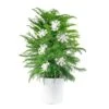 Norfolk Island Pine Indoor Plant In 10 In. Holiday White Decor Planter W/ Snowflakes, Avg. Shipping Height 3 Ft. Tall 1 Norfolk Island Pine Indoor Plant In 10 In. Holiday White Decor Planter W/ Snowflakes, Avg. Shipping Height 3 Ft. Tall -Home plant costa farms fresh christmas plants co holpk 3 deco 6pk 64 1000