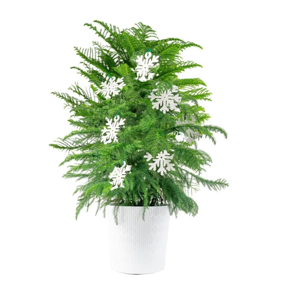 Norfolk Island Pine Indoor Plant In 10 In. Holiday White Decor Planter W/ Snowflakes, Avg. Shipping Height 3 Ft. Tall 3 Norfolk Island Pine Indoor Plant In 10 In. Holiday White Decor Planter W/ Snowflakes, Avg. Shipping Height 3 Ft. Tall