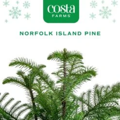 Norfolk Island Pine Indoor Plant In 10 In. Holiday White Decor Planter W/ Snowflakes, Avg. Shipping Height 3 Ft. Tall 11 Norfolk Island Pine Indoor Plant In 10 In. Holiday White Decor Planter W/ Snowflakes, Avg. Shipping Height 3 Ft. Tall -Home plant costa farms fresh christmas plants co holpk 3 deco 6pk c3 1000