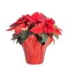 Fresh Red Indoor Poinsettia In 1 Pt. Red Pot Cover, Avg. Shipping Height 10 In. Tall 1 Fresh Red Indoor Poinsettia In 1 Pt. Red Pot Cover, Avg. Shipping Height 10 In. Tall -Home plant costa farms fresh christmas plants co4poi3grn1pk 64 1000