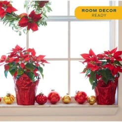 Fresh Red Indoor Poinsettia In 1 Pt. Red Pot Cover, Avg. Shipping Height 10 In. Tall (2-Pack) 10 Fresh Red Indoor Poinsettia In 1 Pt. Red Pot Cover, Avg. Shipping Height 10 In. Tall (2-Pack) -Home plant costa farms fresh christmas plants co4poi3grn2pk 4f 1000
