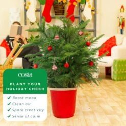 Norfolk Island Pine Indoor Holiday Plant In 10 In. Red Decor Pot, Avg. Shipping Height 3 Ft. Tall 13 Norfolk Island Pine Indoor Holiday Plant In 10 In. Red Decor Pot, Avg. Shipping Height 3 Ft. Tall -Home plant costa farms fresh christmas plants l nip s rwp 01 1f 1000