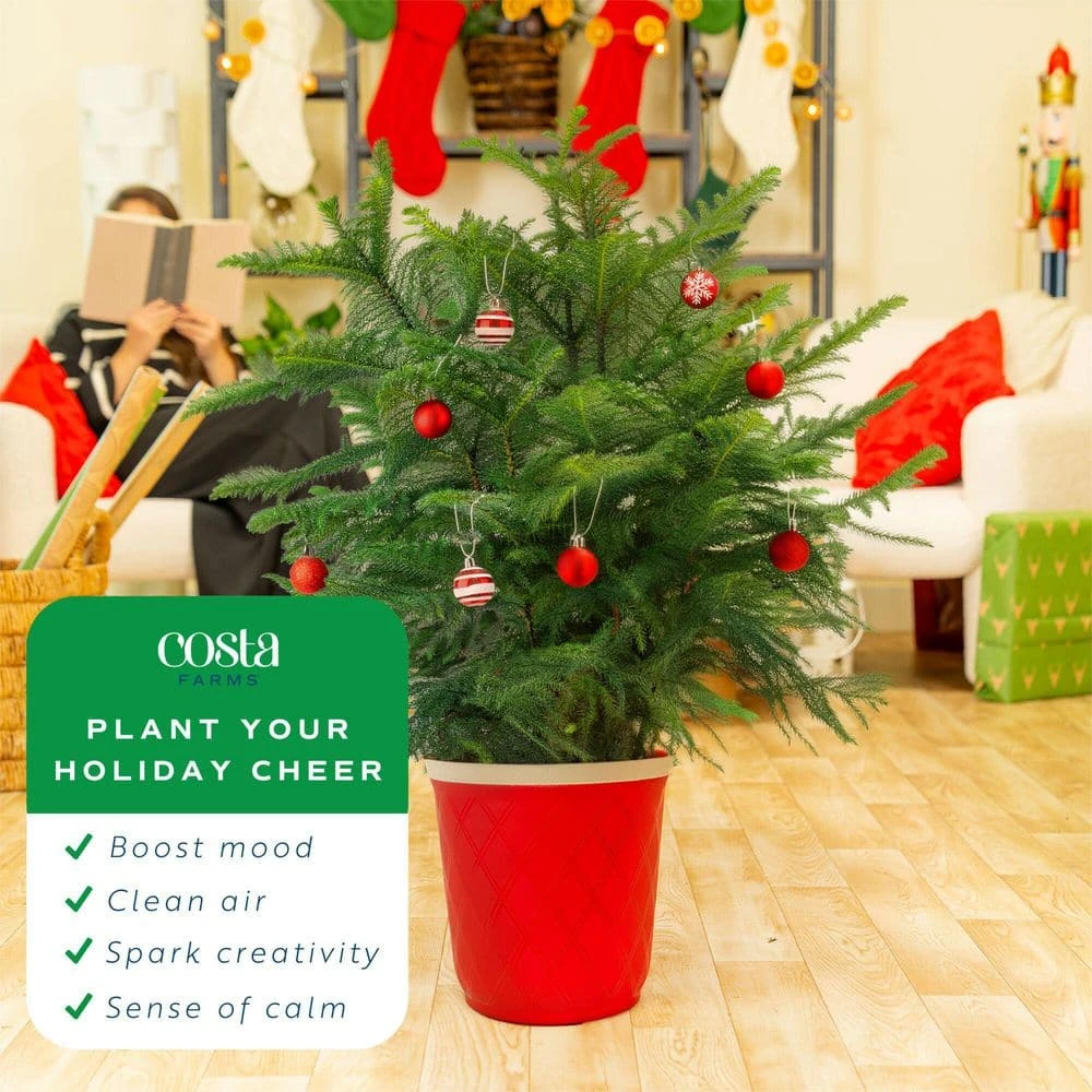 Norfolk Island Pine Indoor Holiday Plant In 10 In. Red Decor Pot, Avg. Shipping Height 3 Ft. Tall 6 Norfolk Island Pine Indoor Holiday Plant In 10 In. Red Decor Pot, Avg. Shipping Height 3 Ft. Tall - Image 5