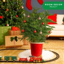 Norfolk Island Pine Indoor Holiday Plant In 10 In. Red Decor Pot, Avg. Shipping Height 3 Ft. Tall 12 Norfolk Island Pine Indoor Holiday Plant In 10 In. Red Decor Pot, Avg. Shipping Height 3 Ft. Tall -Home plant costa farms fresh christmas plants l nip s rwp 01 4f 1000