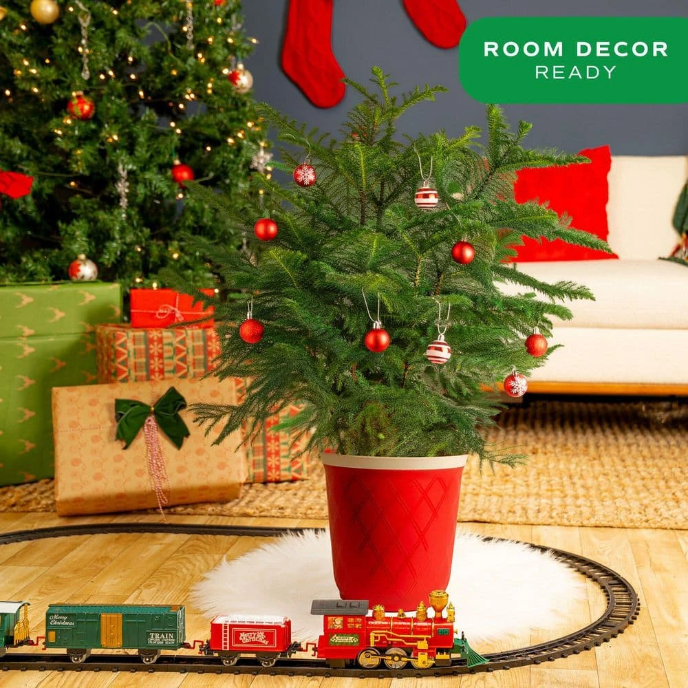 Norfolk Island Pine Indoor Holiday Plant In 10 In. Red Decor Pot, Avg. Shipping Height 3 Ft. Tall 5 Norfolk Island Pine Indoor Holiday Plant In 10 In. Red Decor Pot, Avg. Shipping Height 3 Ft. Tall - Image 4