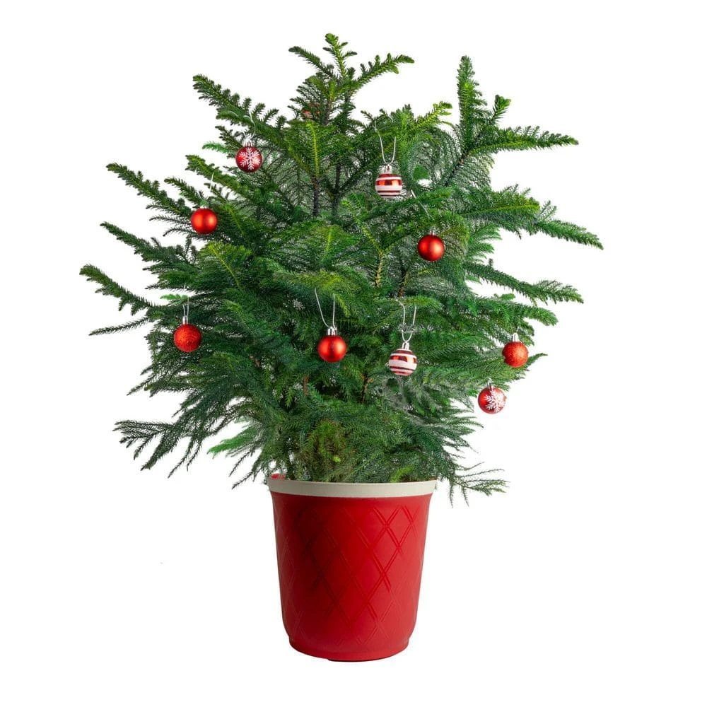 Norfolk Island Pine Indoor Holiday Plant In 10 In. Red Decor Pot, Avg. Shipping Height 3 Ft. Tall 2 Norfolk Island Pine Indoor Holiday Plant In 10 In. Red Decor Pot, Avg. Shipping Height 3 Ft. Tall