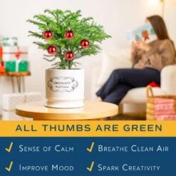 Norfolk Island Pine Indoor Plant In 6 In. White Ceramic Planter, Avg. Shipping Height 1-2 Ft. Tall 13 Norfolk Island Pine Indoor Plant In 6 In. White Ceramic Planter, Avg. Shipping Height 1-2 Ft. Tall -Home plant costa farms fresh christmas plants m nip p hyw 01 1f 1000